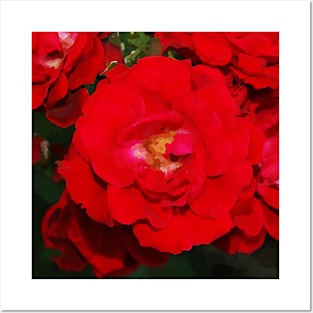 Red Roses Bloom for Romance and Love Posters and Art